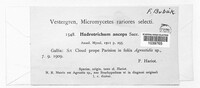 Image of Hadrotrichum anceps